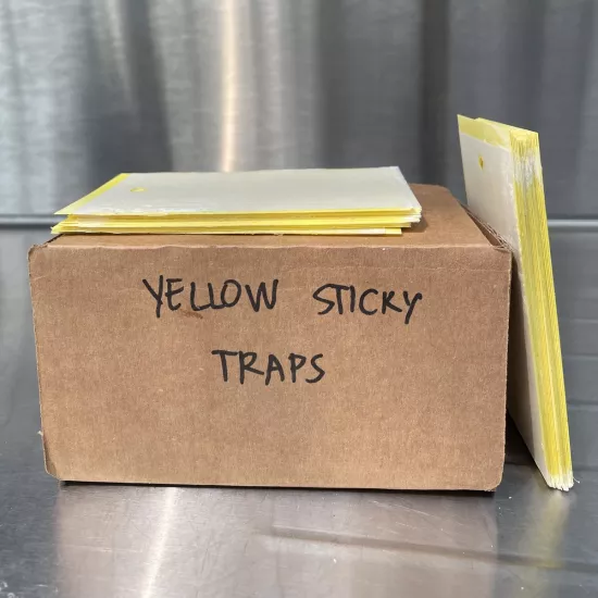 yellow insect traps