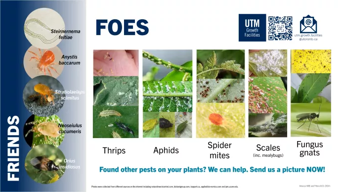 Pest management: Friends and foes