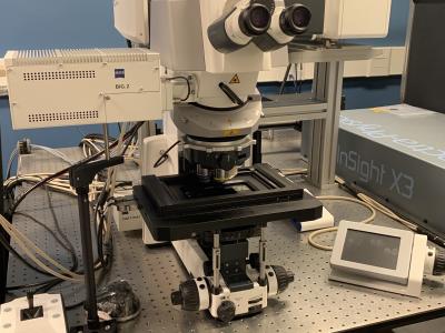 Zeiss LSM880 confocal microscope