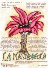 La Mandragola Poster