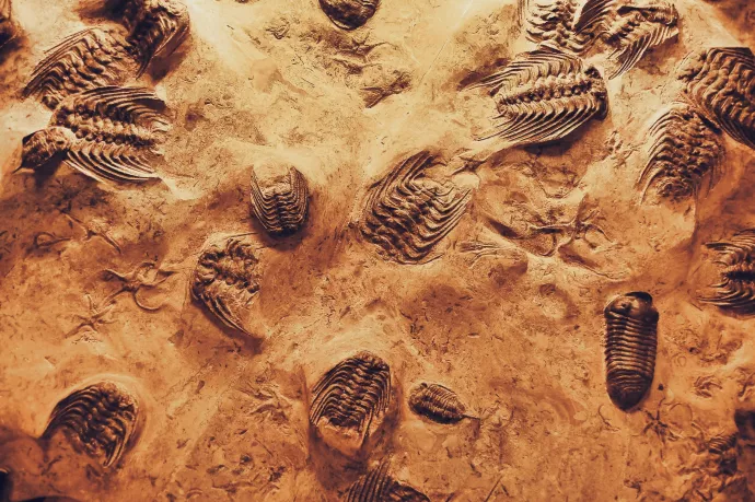 Photo of several Trilobite fossils.  Photo by Alejandro Quintanar from Pexels.