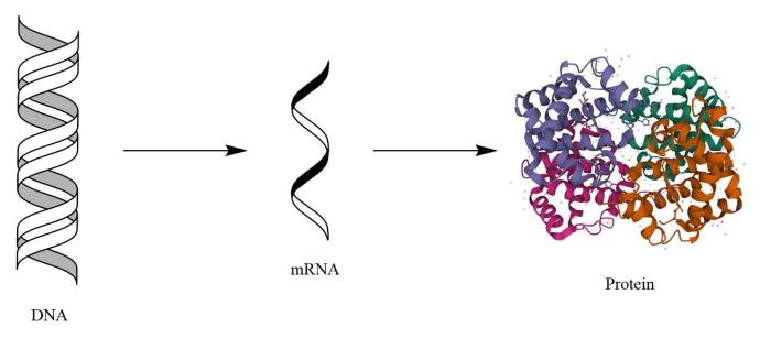 DNA being transcribed to mRNA and translated to a protein. Image by David Armstrong.