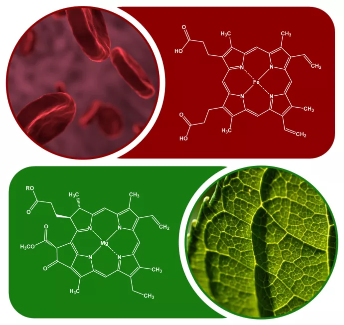 A heme b molecule positioned next to an image of red blood cells, and a chloropyll A molecule next to an image of a leaf. Images from Pixabay.