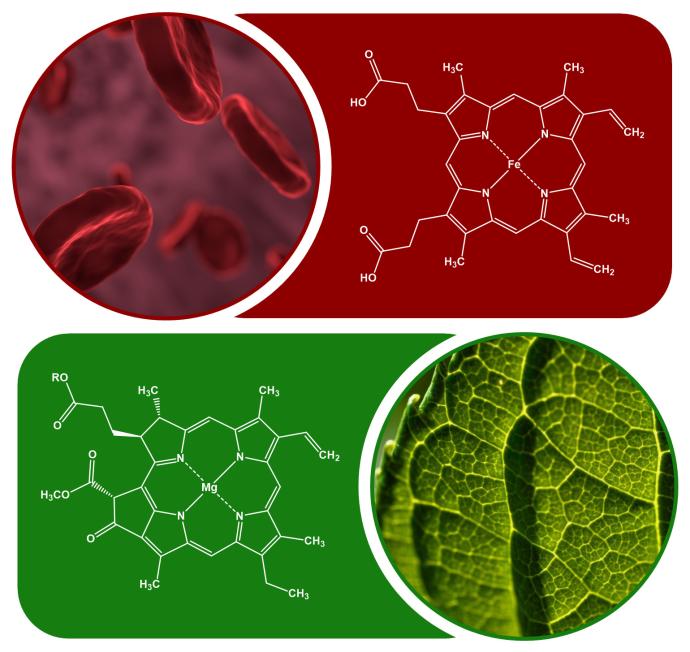 A heme b molecule positioned next to an image of red blood cells, and a chloropyll A molecule next to an image of a leaf. Images from Pixabay.