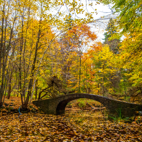 UTM bridge in autumn