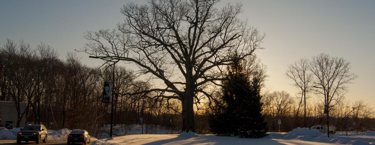 Tree on the UTM campus during sunrise, surrounded by snow
