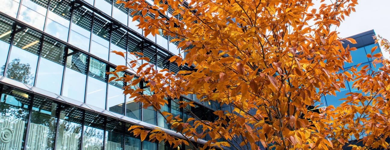 Exterior of UTM building and tree with fall foliage