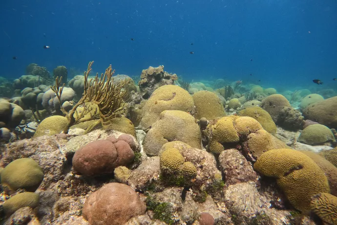 A shot of a coral reef.