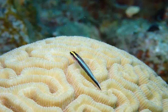 A goby fish on top of a healthy coral