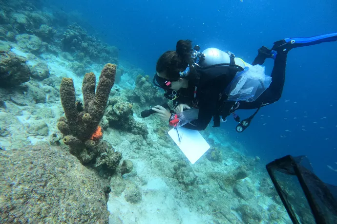 Cassidy looks into a sponge while scuba diving.