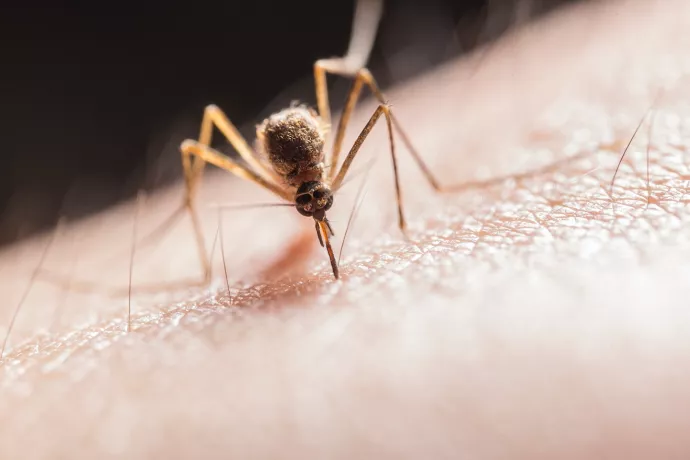 A closeup of a mosquito biting human skin.
