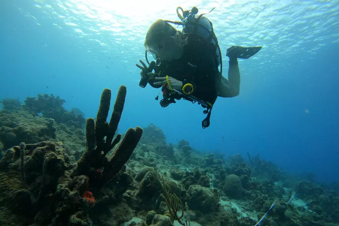 Taylor scuba dives down to observe a sponge.