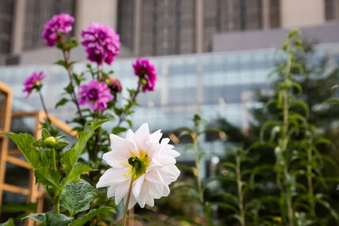 Flowers grow outside Robarts library