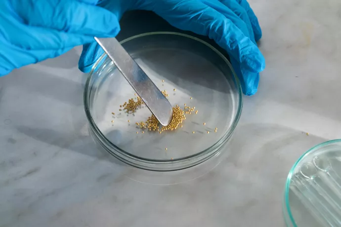 Scientist with gloves sifts through seeds in a petrie dish