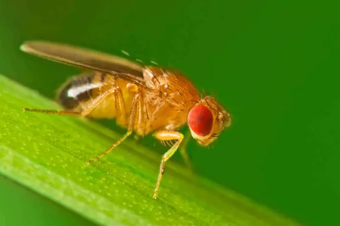 Fruit fly