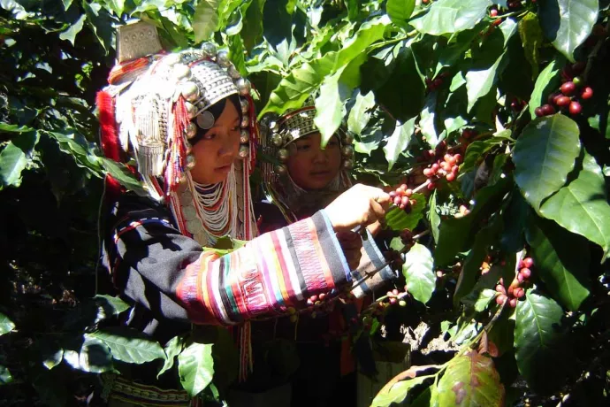 Two women picking beans from a tree