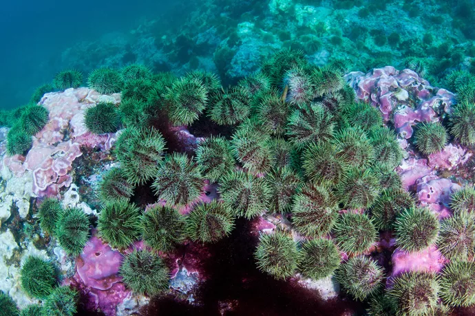 Underwater photo of sea urchins on a reef-like structure in Alaska