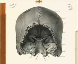 Image of skull bones sketch from Grant's atlas