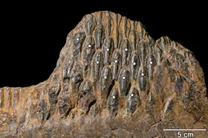 Fossil of Hadrosaur teeth