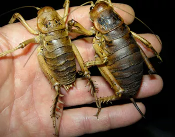 New Zealand weta bugs
