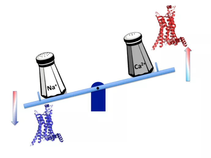 illustration showing salt in signaling process