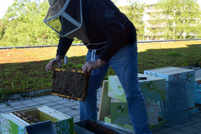 Don Forster wears a net and helmet as he harvests honey from the UTM beehives