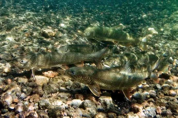 Lake trout swimming in a lake