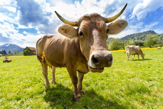 Close up of a dairy cow in a field, looking at the camera