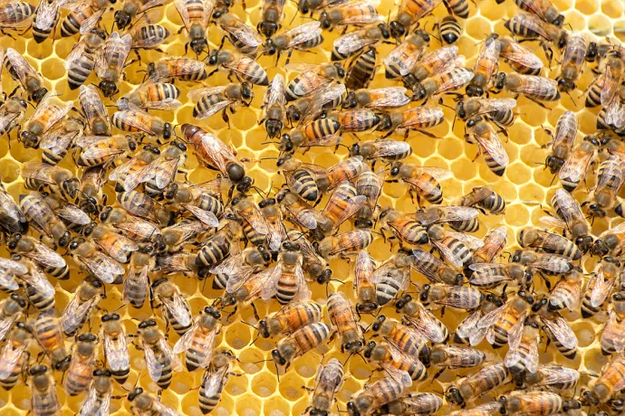 Honeybees on a honey comb