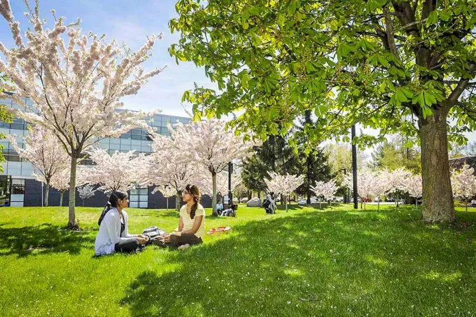 Two students sitting under cherry trees in bloom