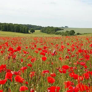 Poppy flowers in Flanders Fields