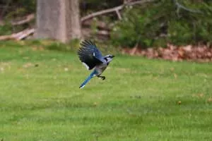 Photograph of a blue jay in flight