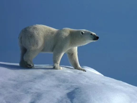 polar bear walking on snow