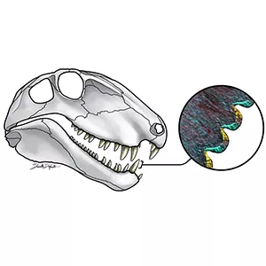 A drawing of Dimetrodon skull and magnified tooth image showing serrated edges