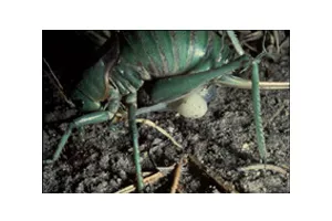 a female Mormon cricket (Anabrus simplex) eating a spermatophore