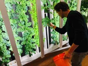 A man picks kale leaves from an indoor vertical farm wall.