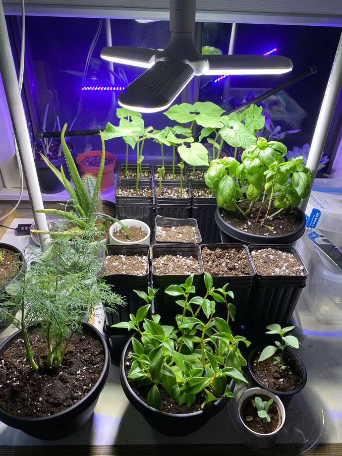 Plants growing below growing light