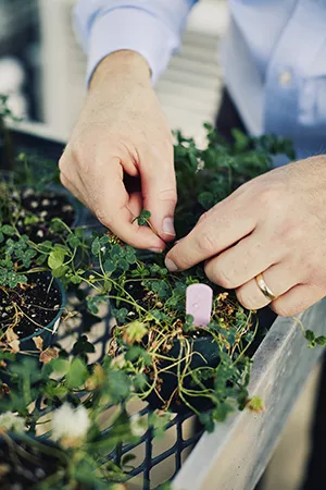 Close up of hands picking clover