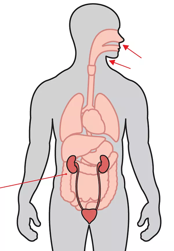 Illustration of human body, head facing to the right, showing nasal canal and esophagus, lungs, kidneys and other internal organs. Red arrows pointing to nose and throat