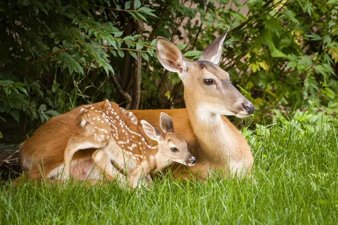 Female deer lying on grass with spotted fawn next to it