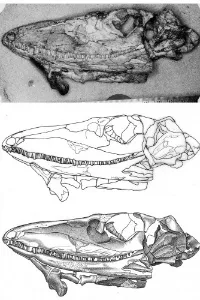 palaeontology drawings