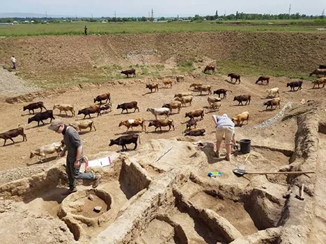 cattle in the archeological site
