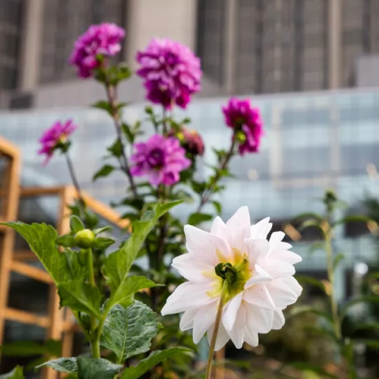 Flowers grow outside Robarts library