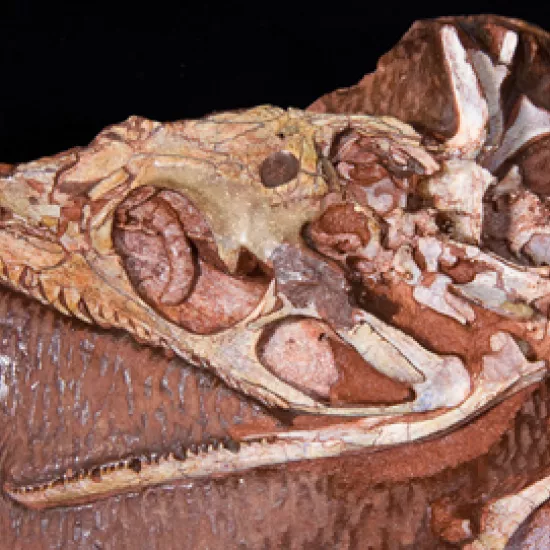 Image of varanopid "pelycosaur" fossil