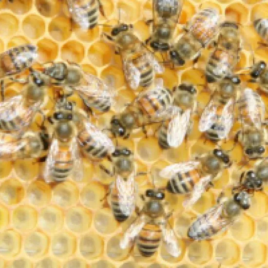 Buckfast bees clustered on honeycomb