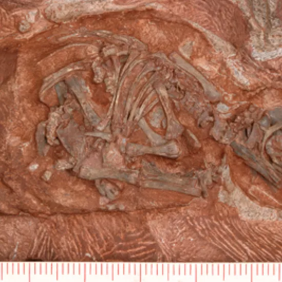 Image of fossilized dinosaur embryo