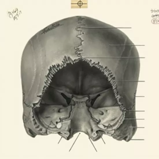 Image of skull bones sketch from Grant's atlas