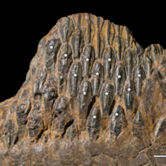 Fossil of Hadrosaur teeth