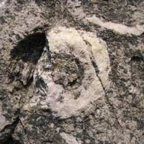 Close up photo of a fossilized archaeocyathans or sea sponge embedded in rock