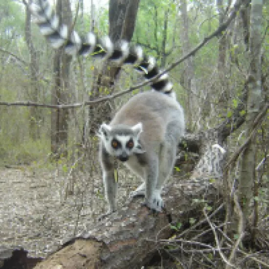 Ring-tailed lemur in a forest